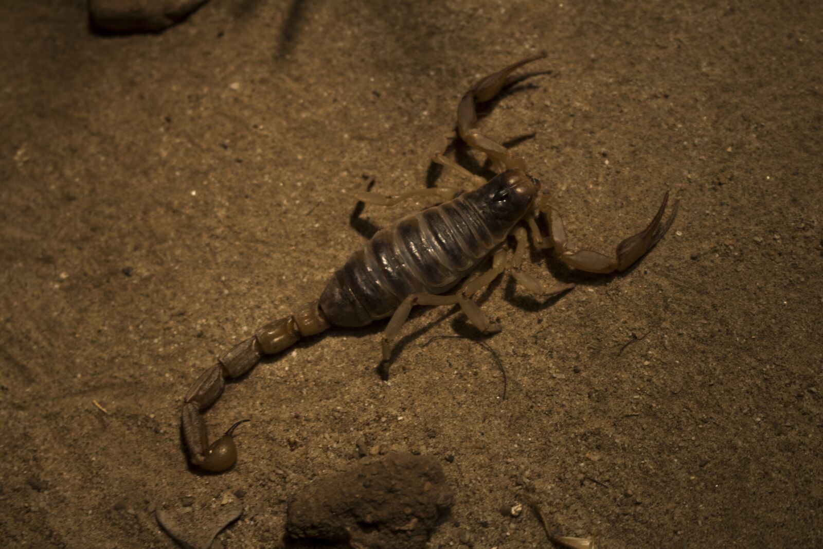 Canon EOS 700D (EOS Rebel T5i / EOS Kiss X7i) sample photo. Arachnids and insects, desert photography