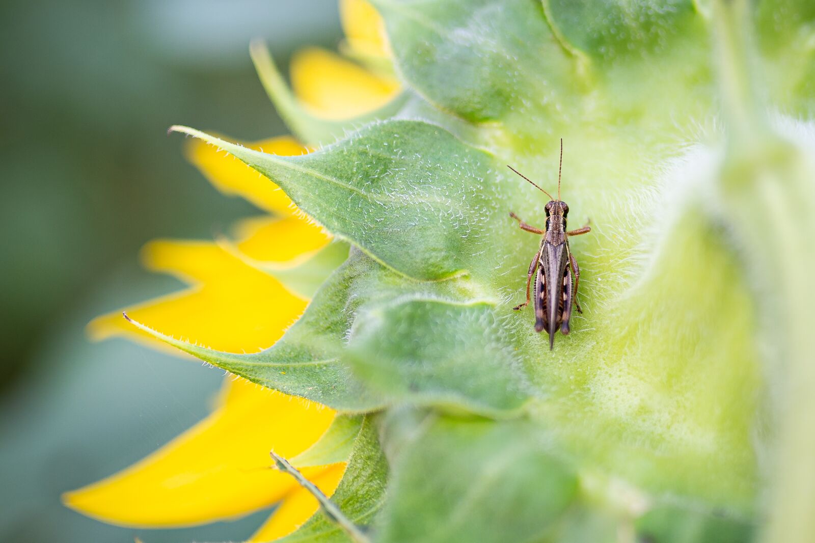 Sigma 35mm F1.4 DG HSM Art sample photo. Sunflower, cricket, grasshopper photography