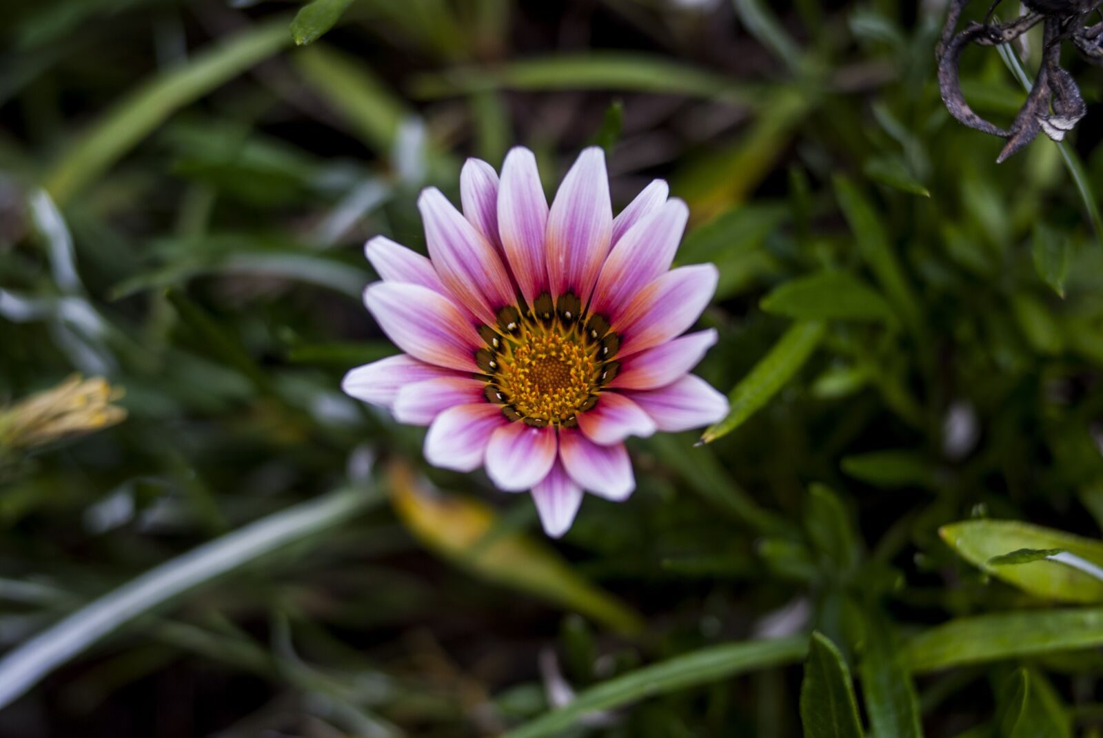 Nikon D60 sample photo. Nature, plant, flower photography