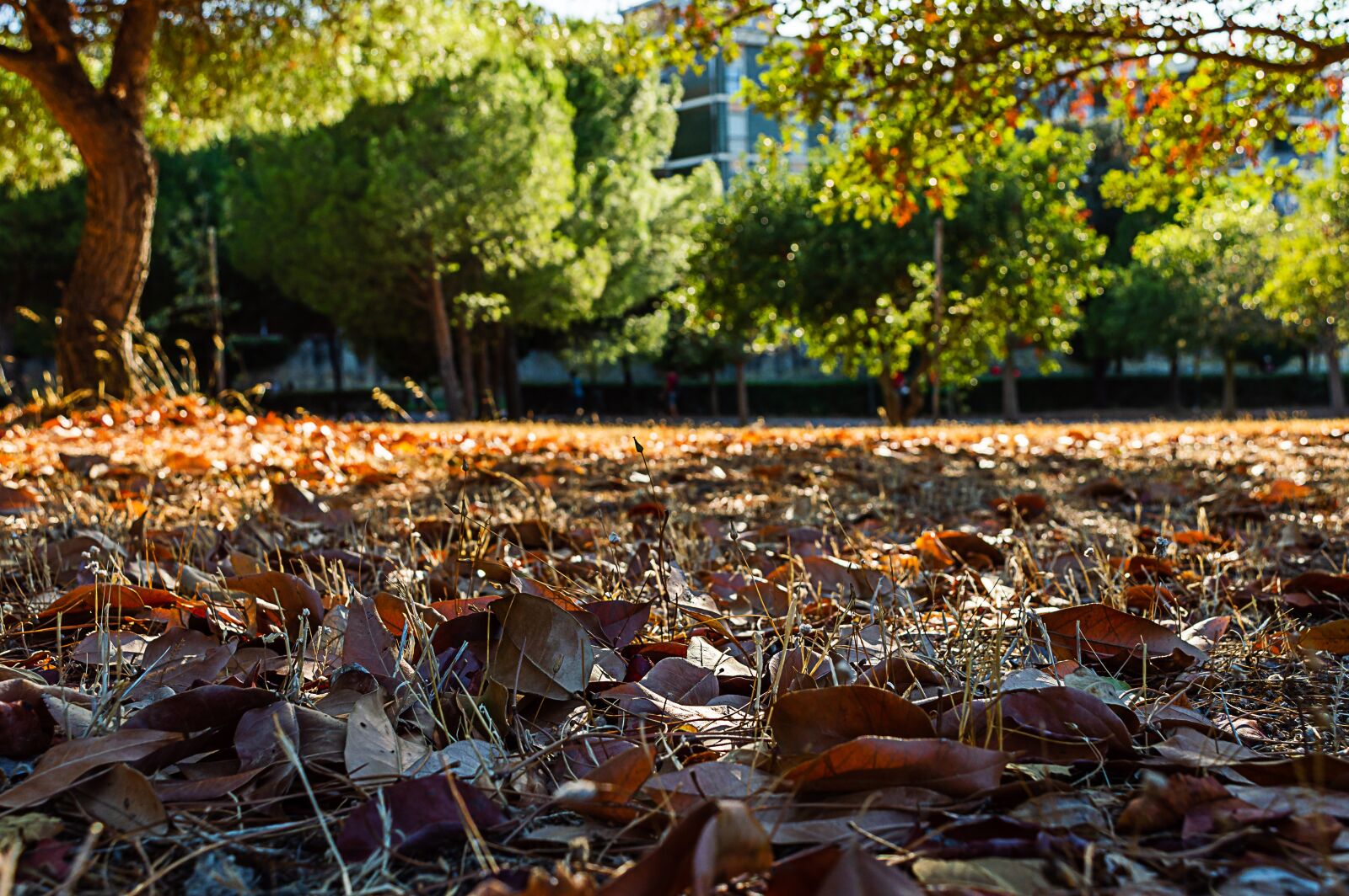 Nikon D3200 sample photo. Leaf, season, nature photography