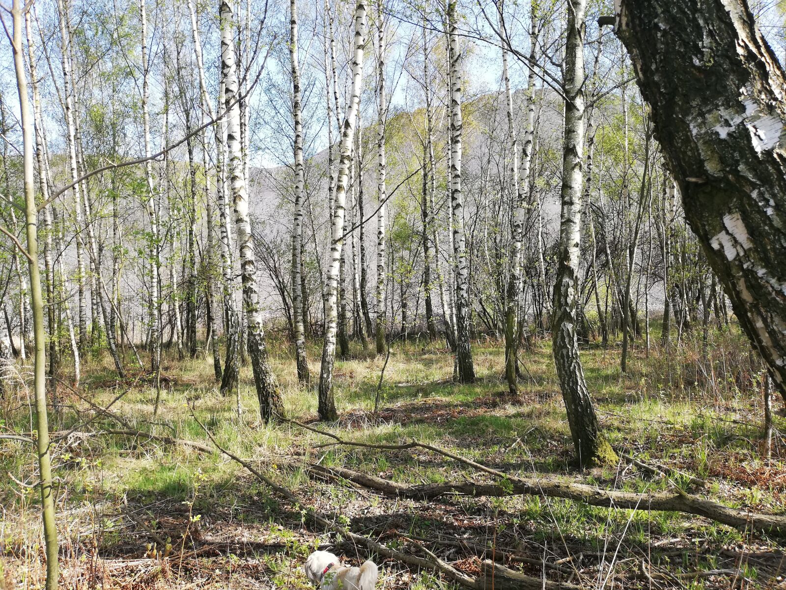 HUAWEI P20 lite sample photo. Forest, tree, heap photography