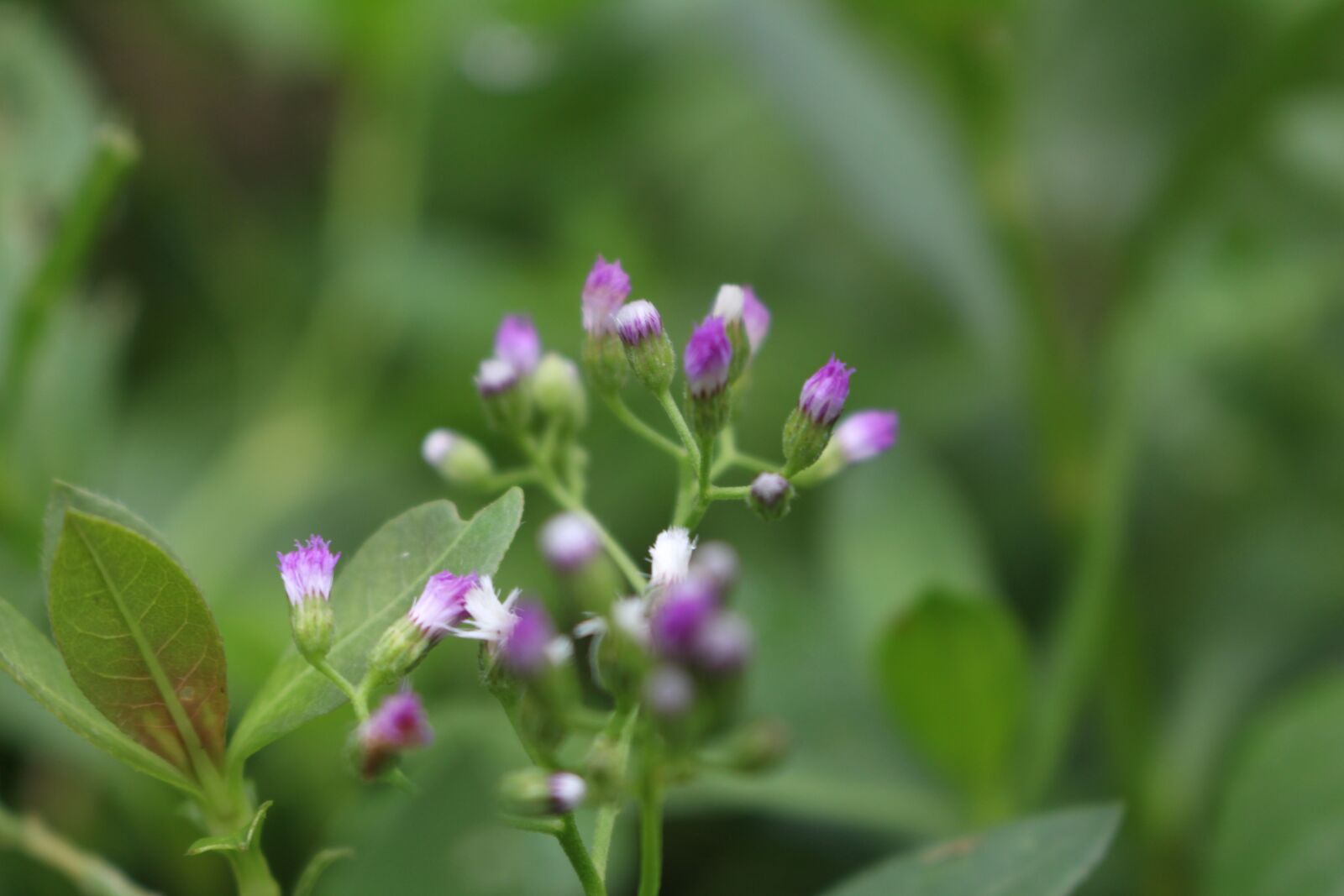 Canon EOS 700D (EOS Rebel T5i / EOS Kiss X7i) sample photo. Flower, nature, spring photography