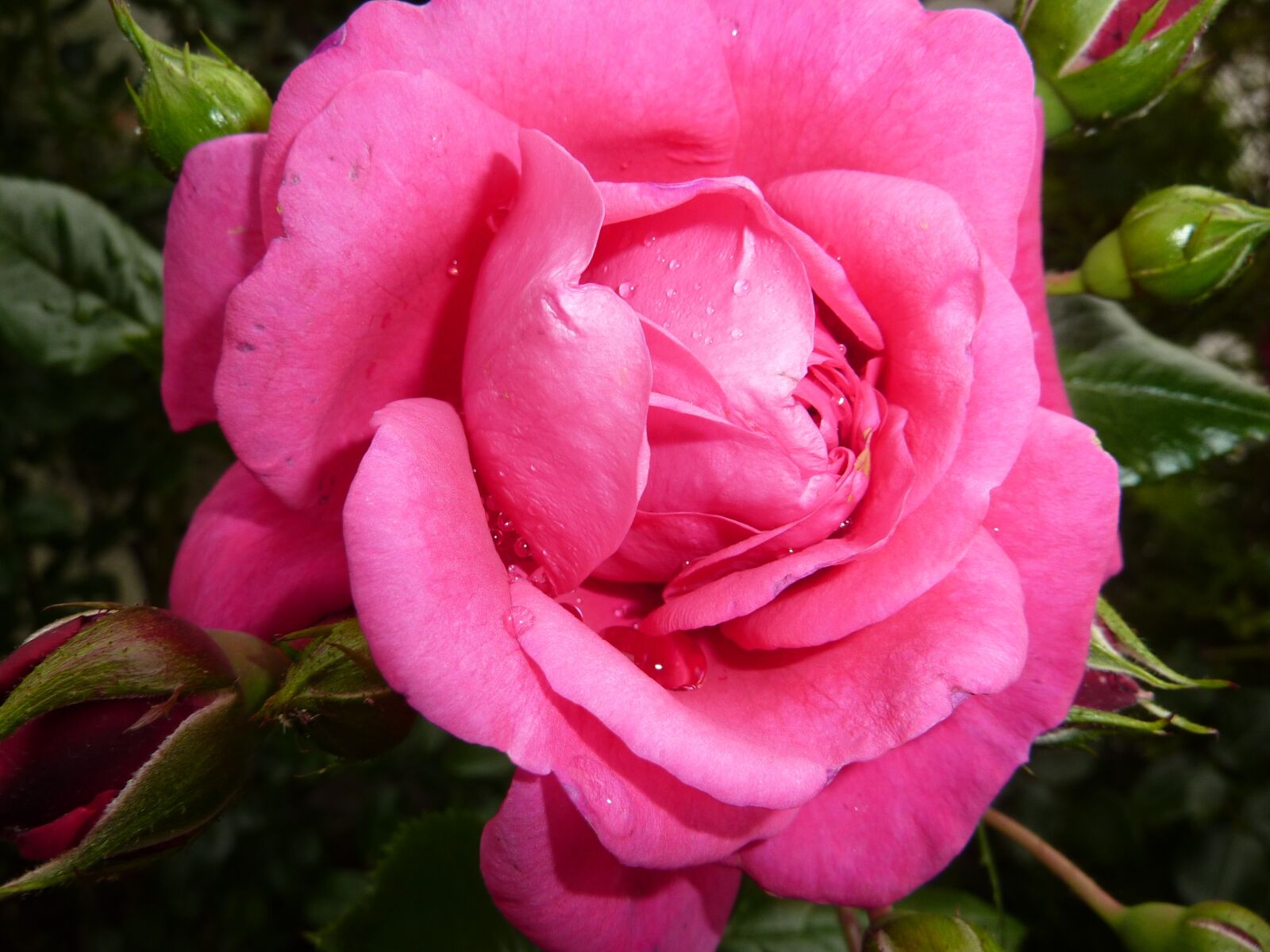 Panasonic Lumix DMC-ZS1 (Lumix DMC-TZ6) sample photo. Roses, pink, rose bloom photography