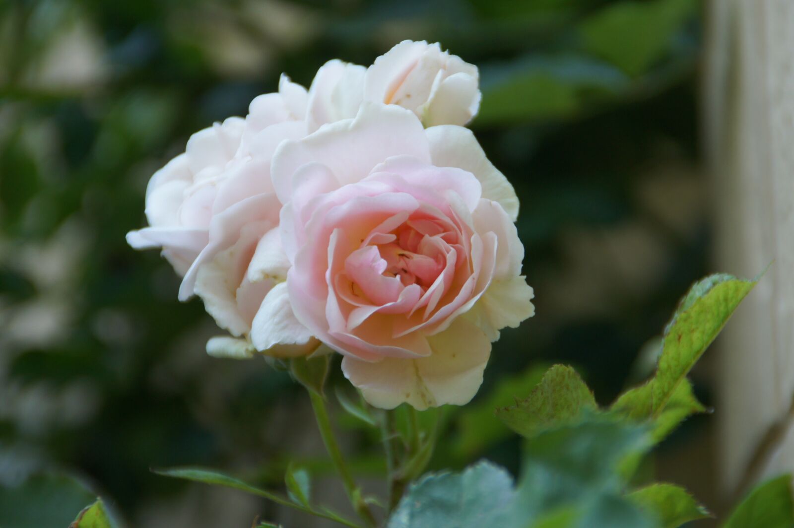 Sony Alpha DSLR-A550 sample photo. Flowers, rose, pink photography
