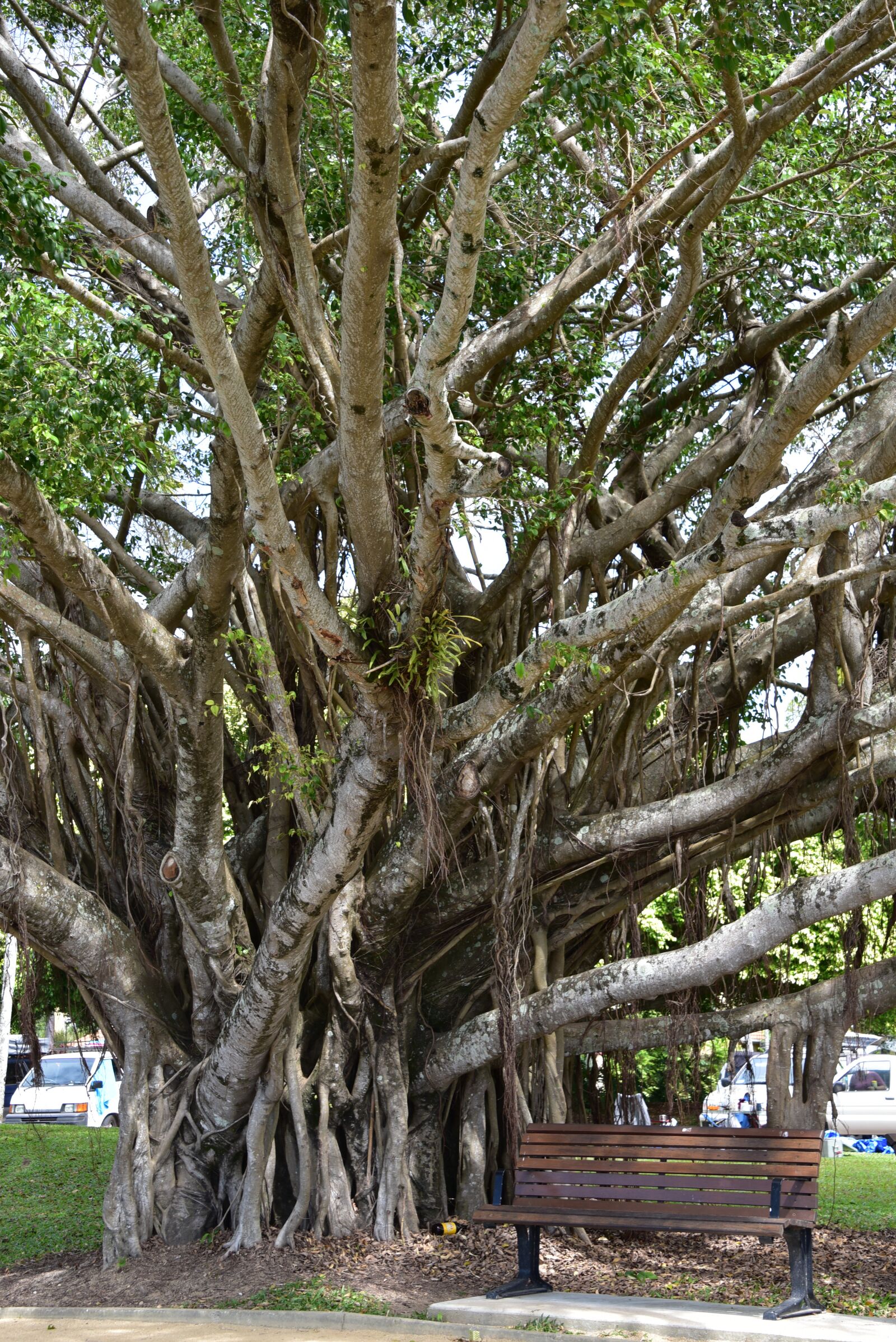 Nikon D750 sample photo. Tree, park, bench photography