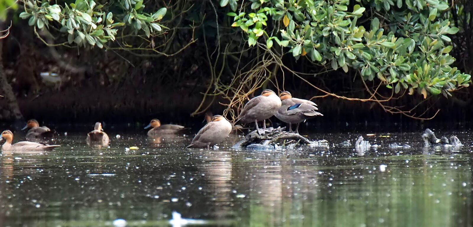 Olympus OM-D E-M1 sample photo. Philippine wild duck, wild photography