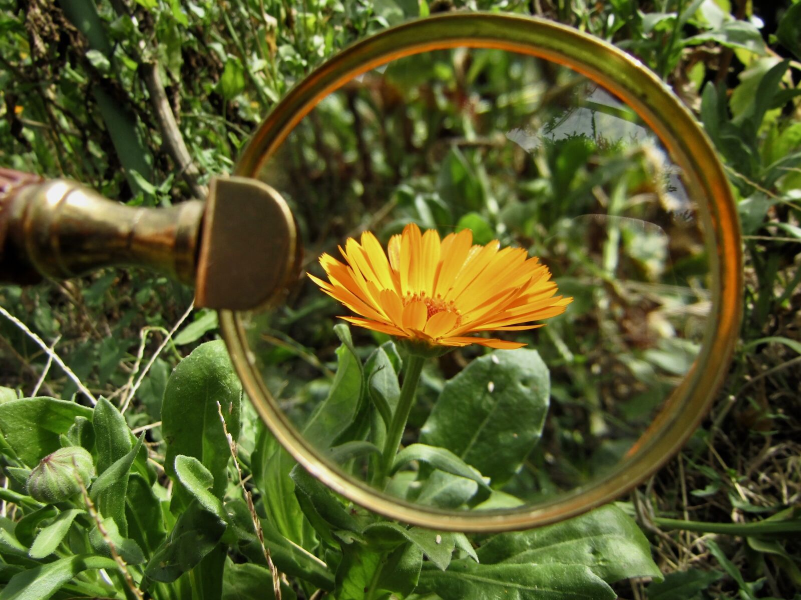 Canon PowerShot SX410 IS sample photo. Magnifying glass, flower, orange photography