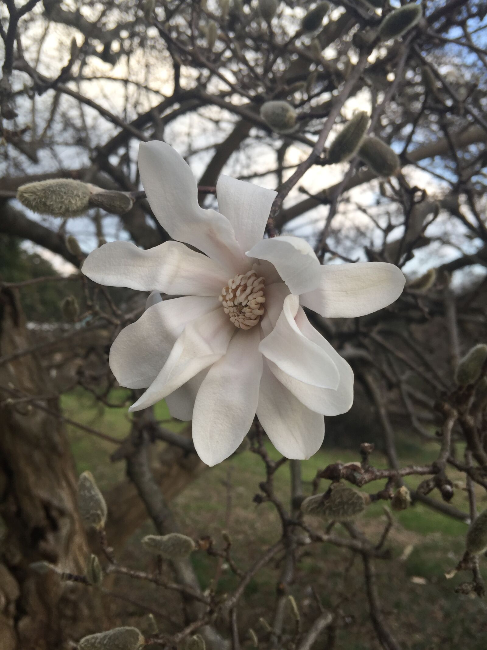 iPhone 6 Plus back camera 4.15mm f/2.2 sample photo. Magnolia, white, flower photography
