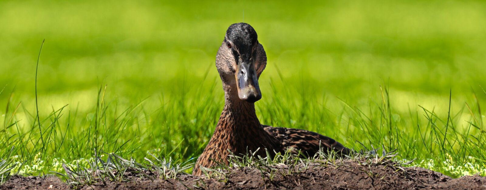 Canon EOS 80D sample photo. Nature, grass, animal world photography
