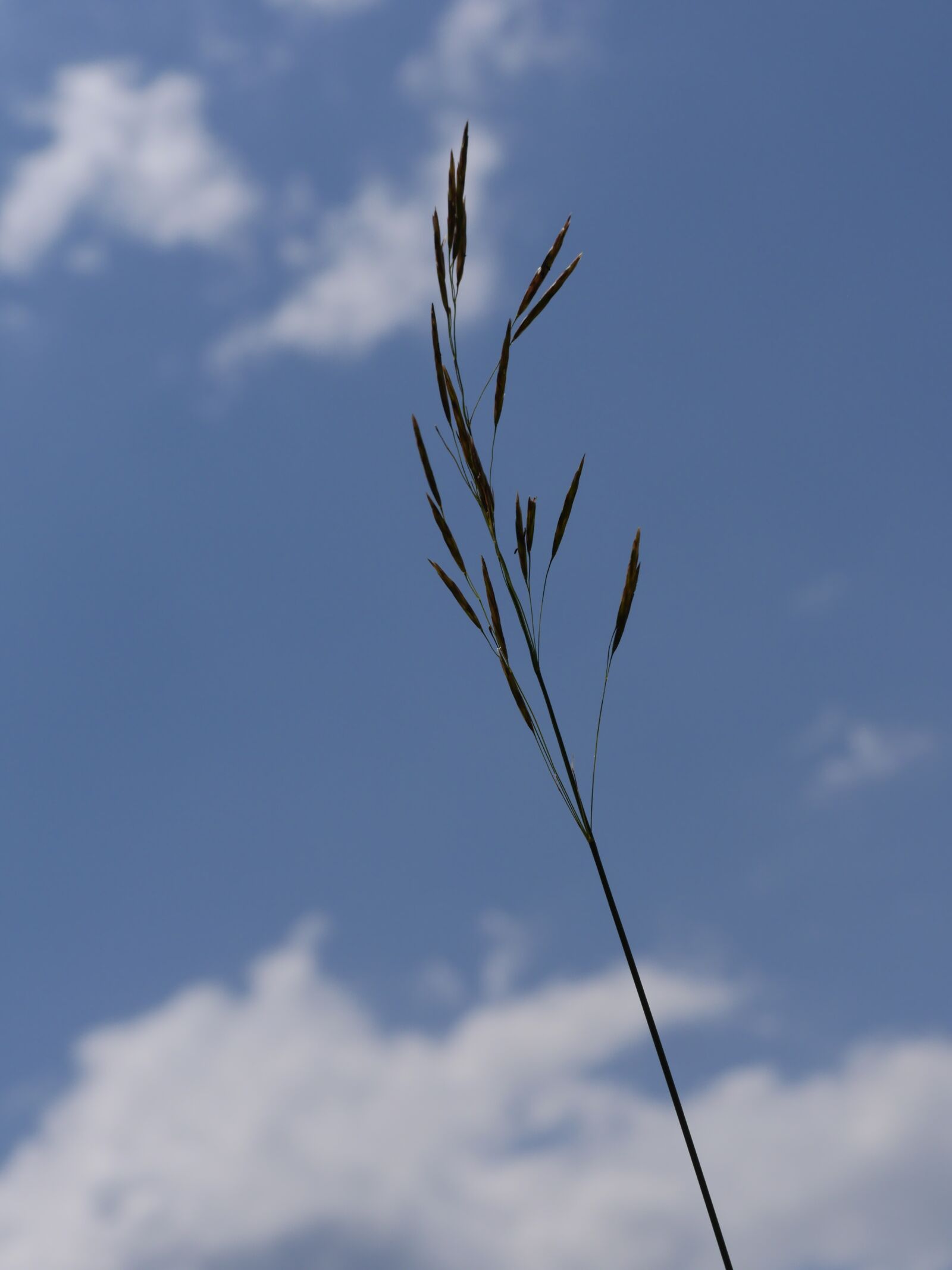 Panasonic Lumix DMC-GH3 sample photo. Grass, sky, environment photography