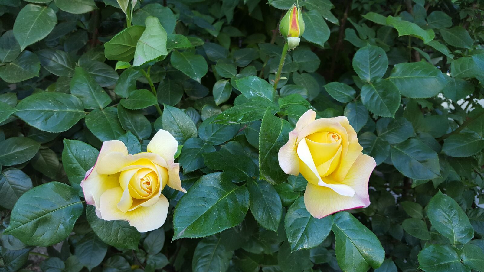 Samsung Galaxy S6 sample photo. Roses, yellow, spring photography