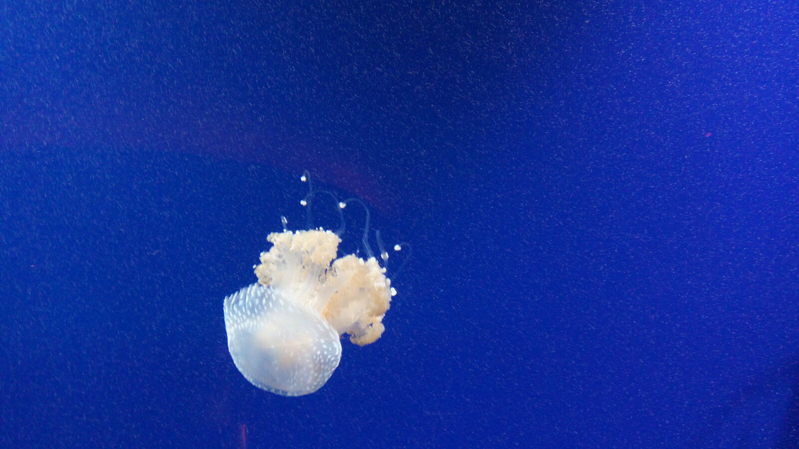 Lenovo VIBE X3 LITE sample photo. Jellyfish photography