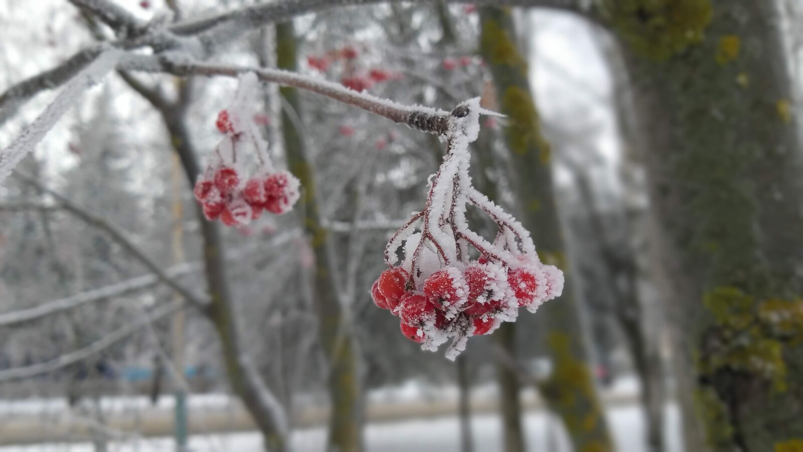 Samsung Galaxy A6+ sample photo. Winter, frost, rowan photography