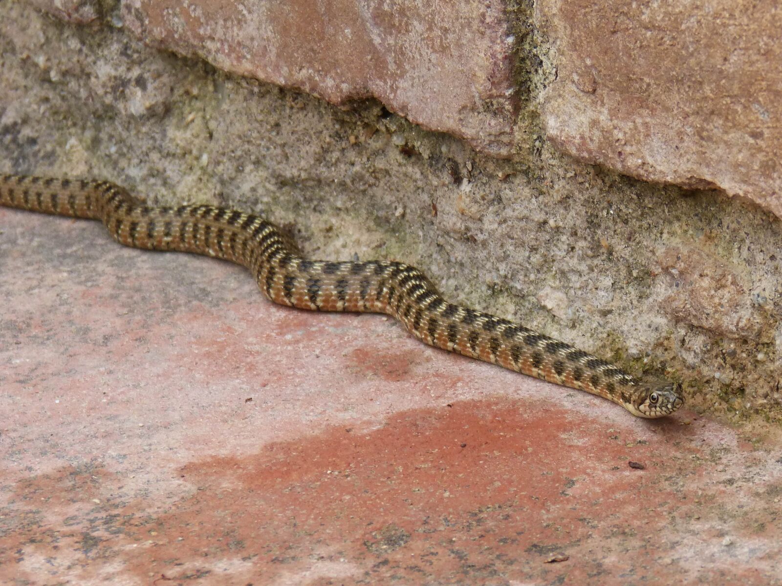 Panasonic DMC-FZ62 sample photo. Snake, water snake, detail photography