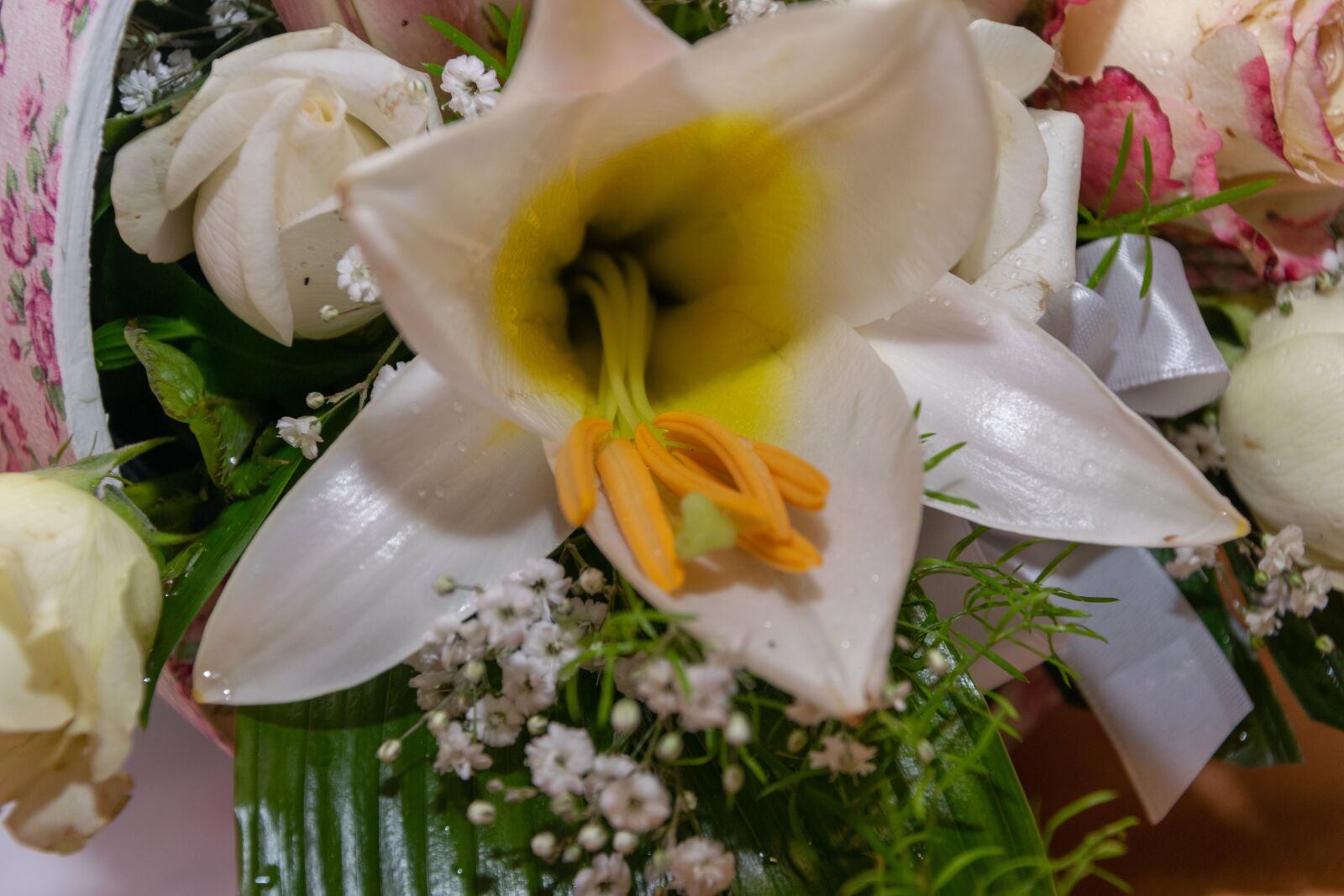 Nikon D3300 sample photo. Flower, orchid, petal photography