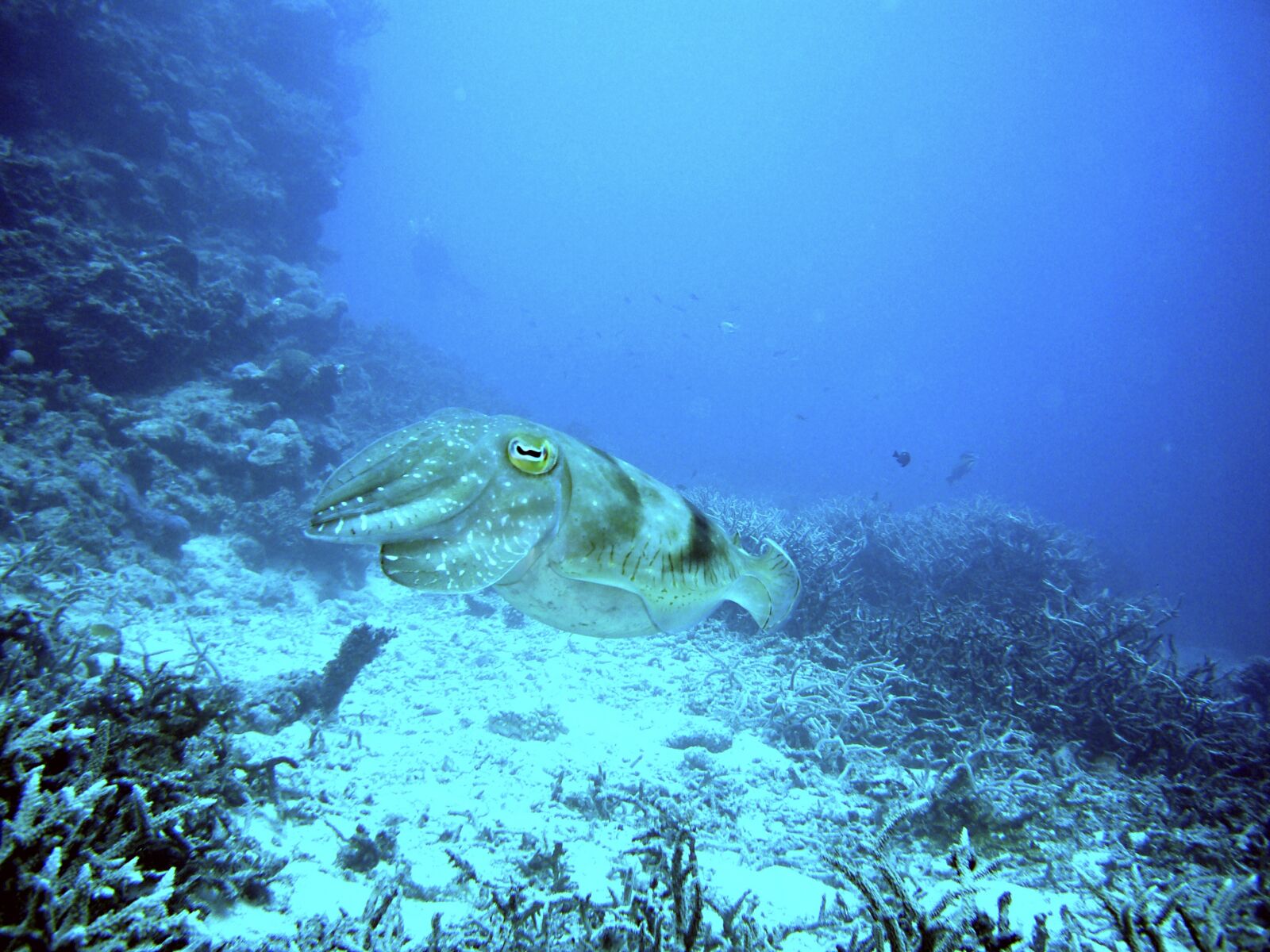 Panasonic DMC-FX01 sample photo. Squid, diving, underwater photography