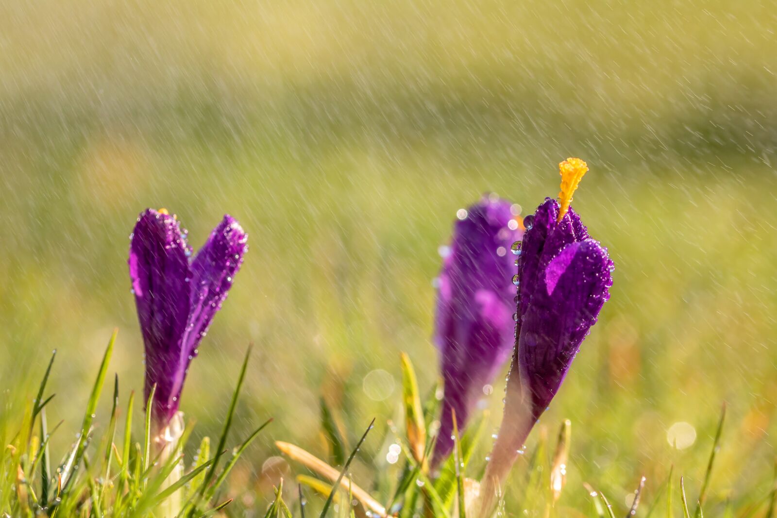 Canon EOS 750D (EOS Rebel T6i / EOS Kiss X8i) sample photo. Crocus, closed, drop of photography