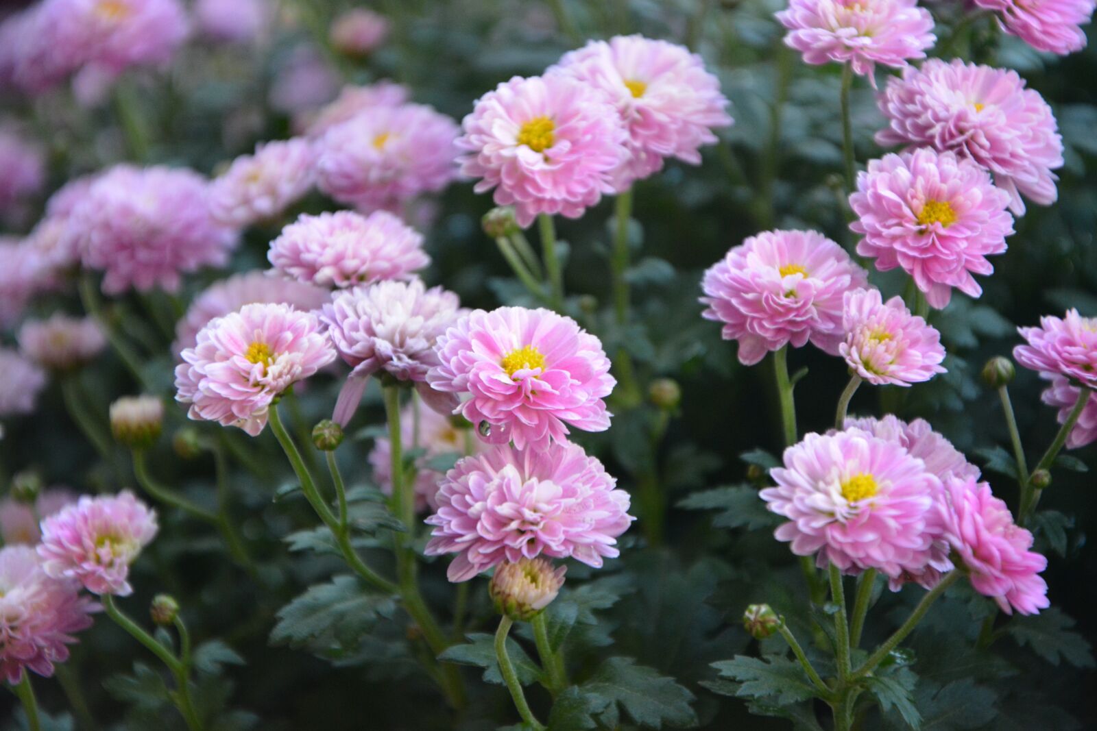 Nikon D5200 sample photo. Flower, pink flowers, mums photography