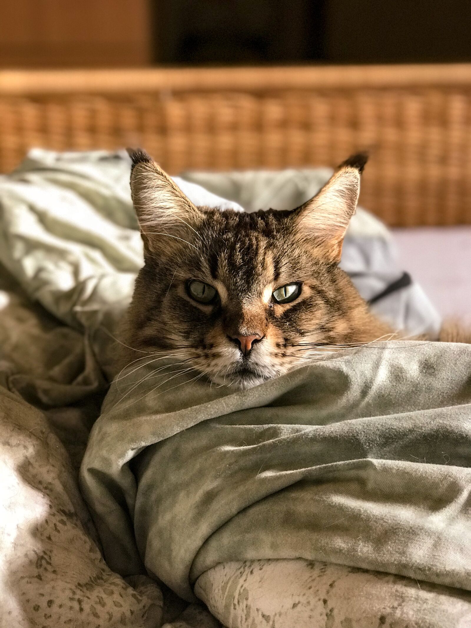 iPhone 7 Plus back dual camera 6.6mm f/2.8 sample photo. Animal kingdom, cute, cat photography