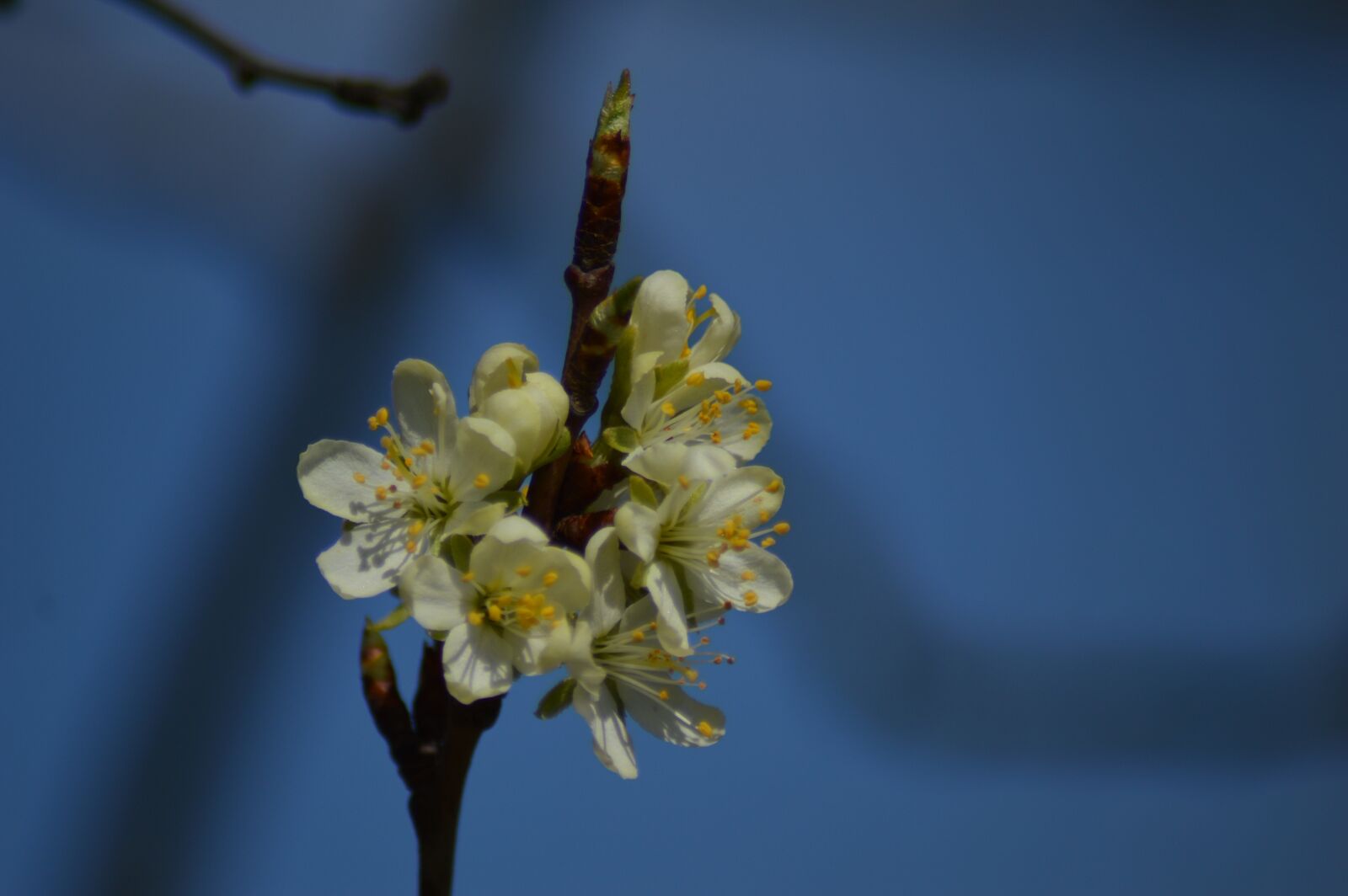 Nikon D3200 sample photo. Sky, flower, spring photography