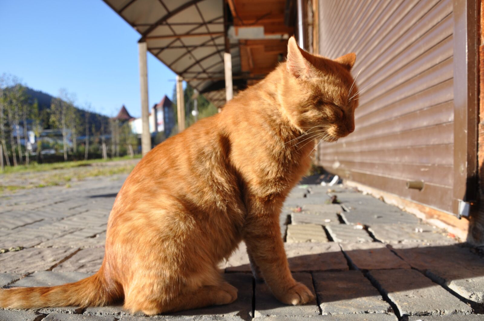 Nikon D90 sample photo. Cat, sitting, redhead photography