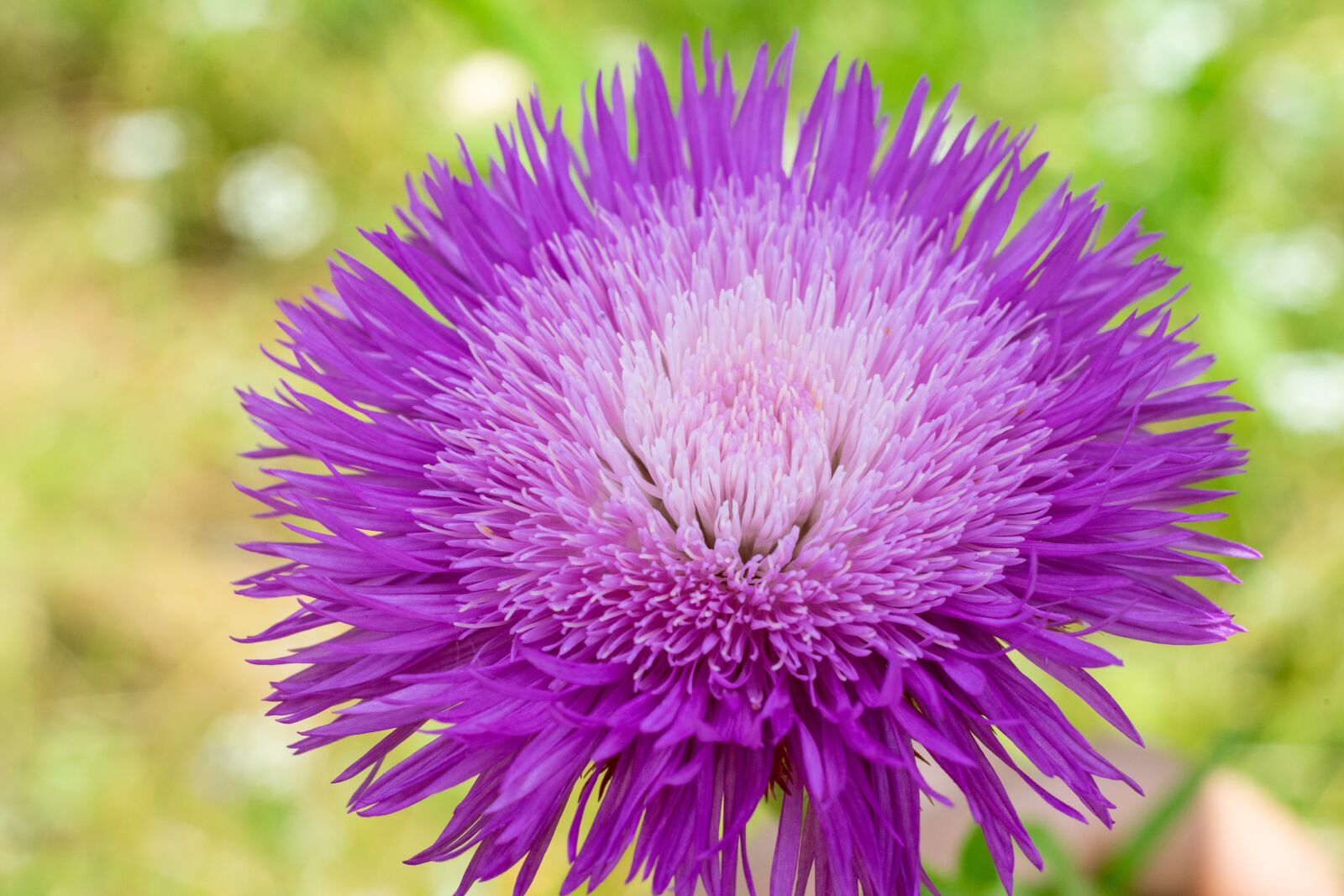 Sony a7 II + Sony FE 50mm F1.8 sample photo. Green, flower, nature photography