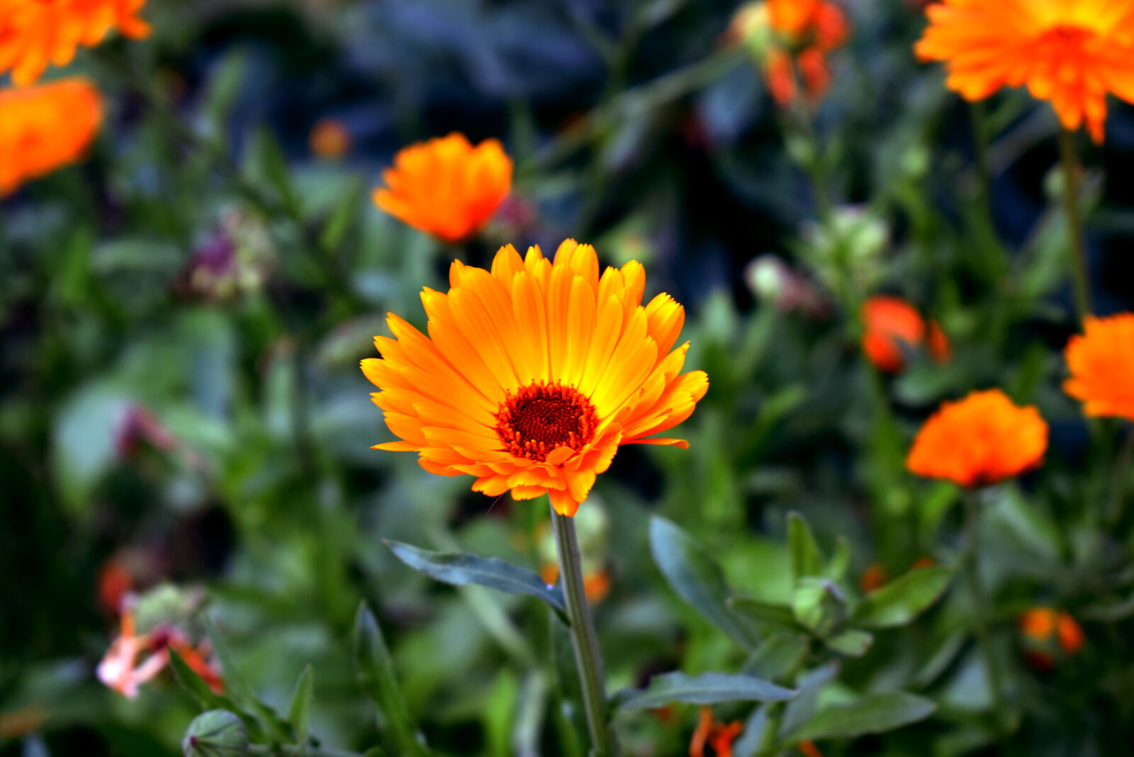 Nikon D3300 sample photo. Flower, nature, orange, flower photography