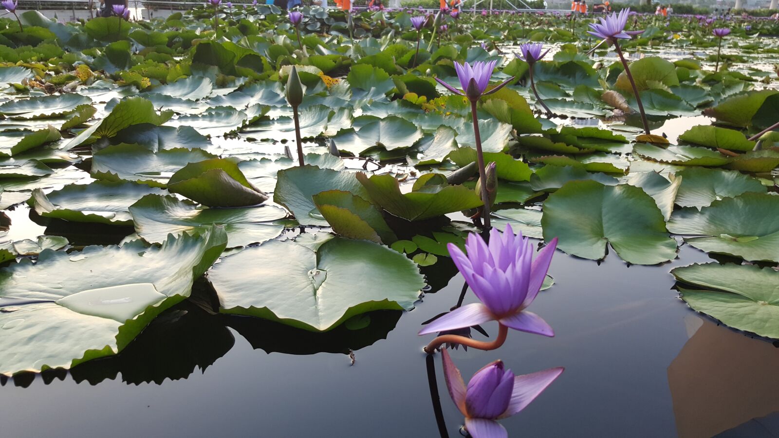 Samsung Galaxy Note5 sample photo. Lotus, flower, plant photography