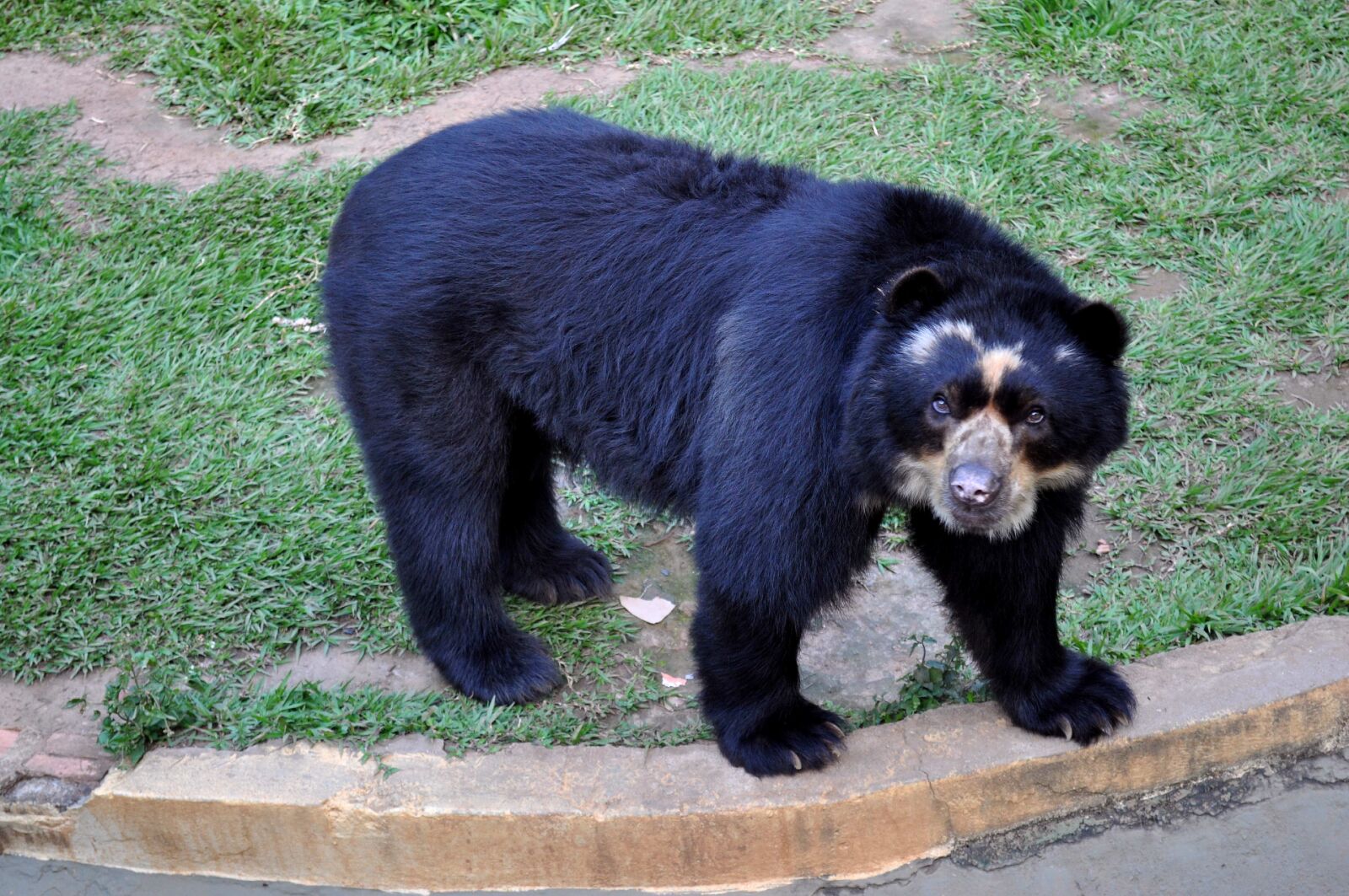 Nikon D5000 sample photo. Black bear, grass photography
