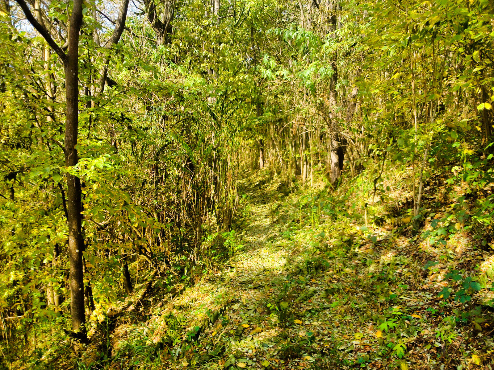 Sony Xperia L sample photo. Forest photography