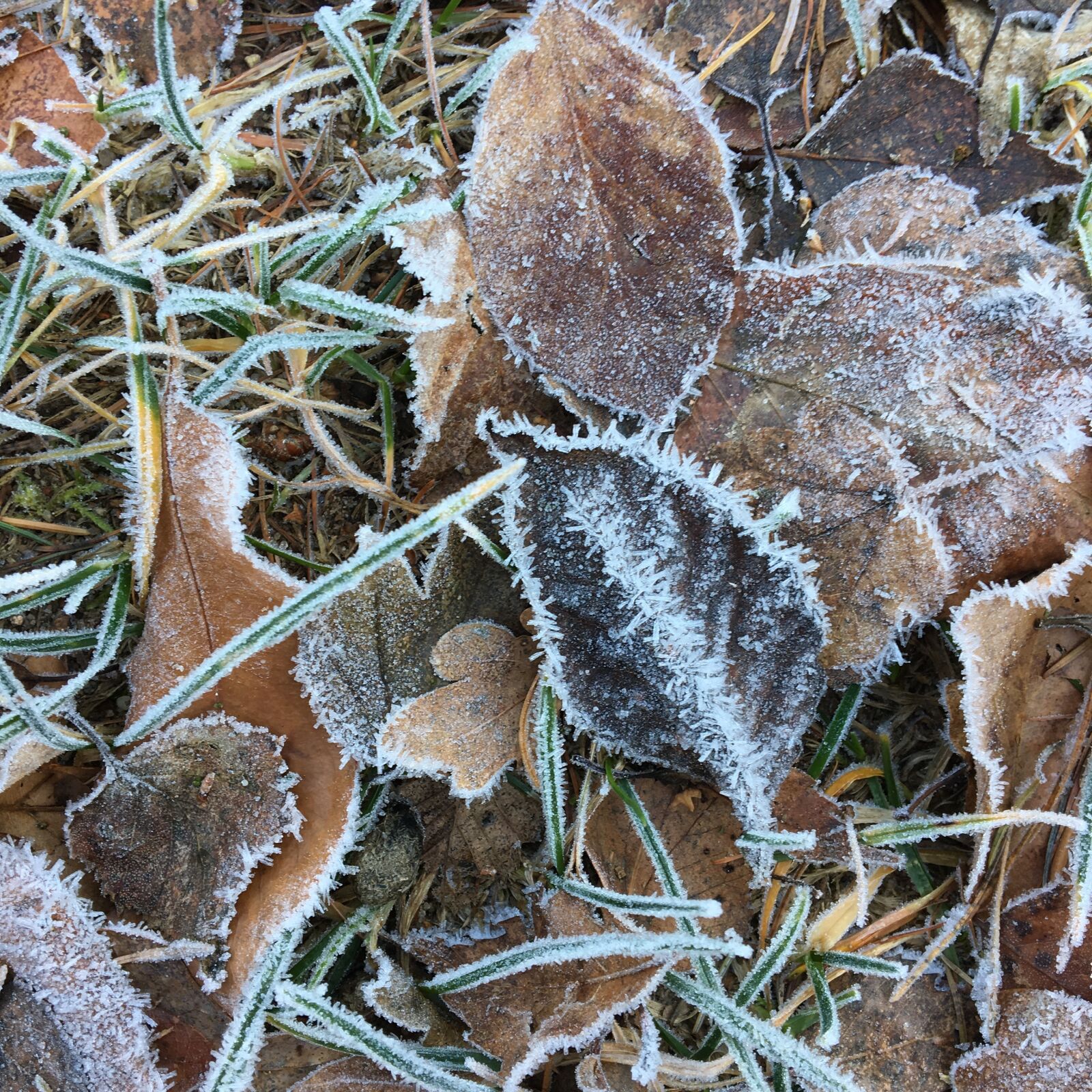 Apple iPhone 6s sample photo. Cold, frost, hoarfrost, leaves photography