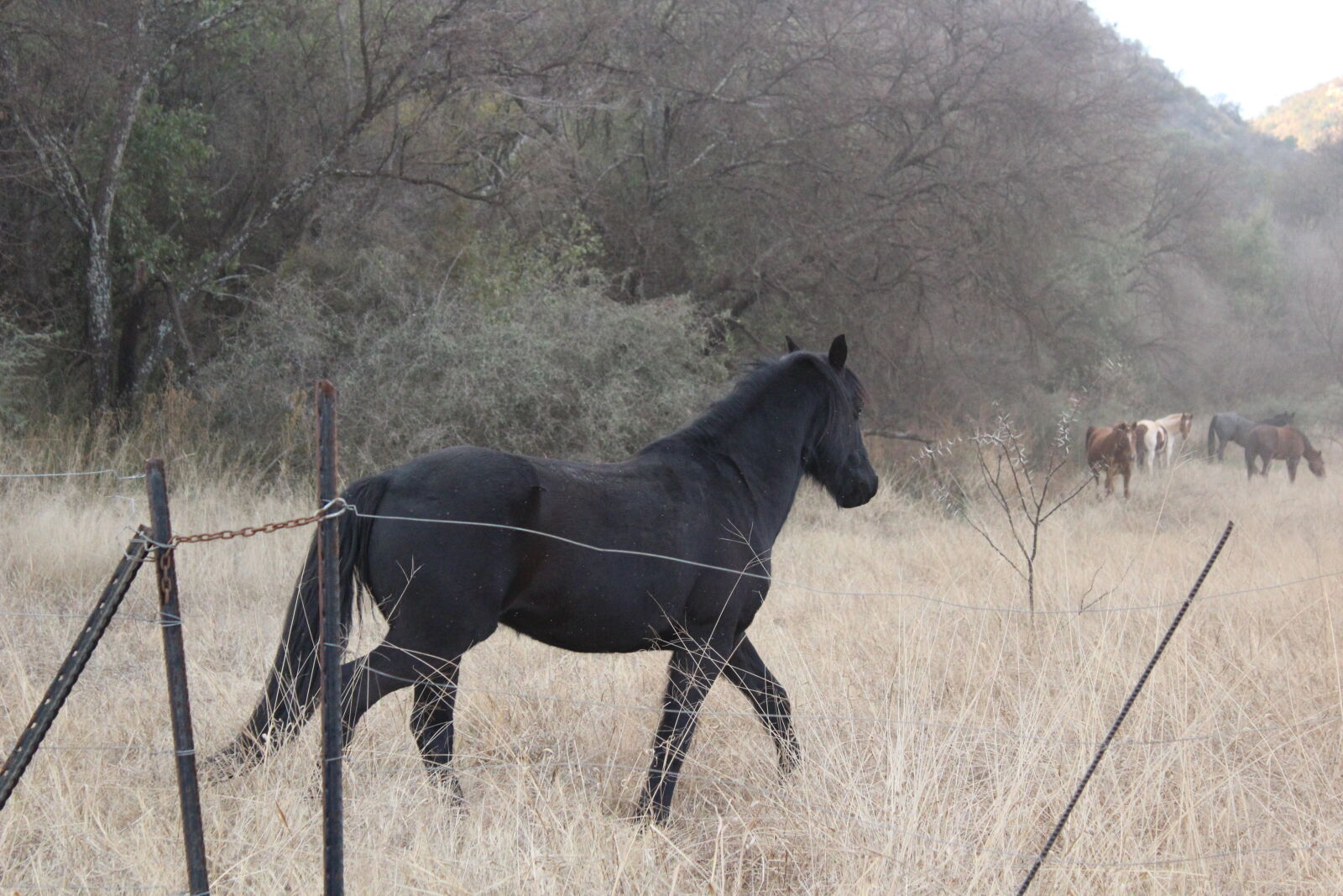 Canon EOS 1200D (EOS Rebel T5 / EOS Kiss X70 / EOS Hi) sample photo. Black, horse photography