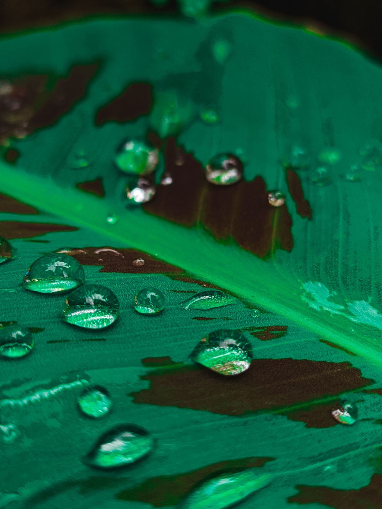 Xiaomi Redmi Note 7 sample photo. Sheet, green, water photography