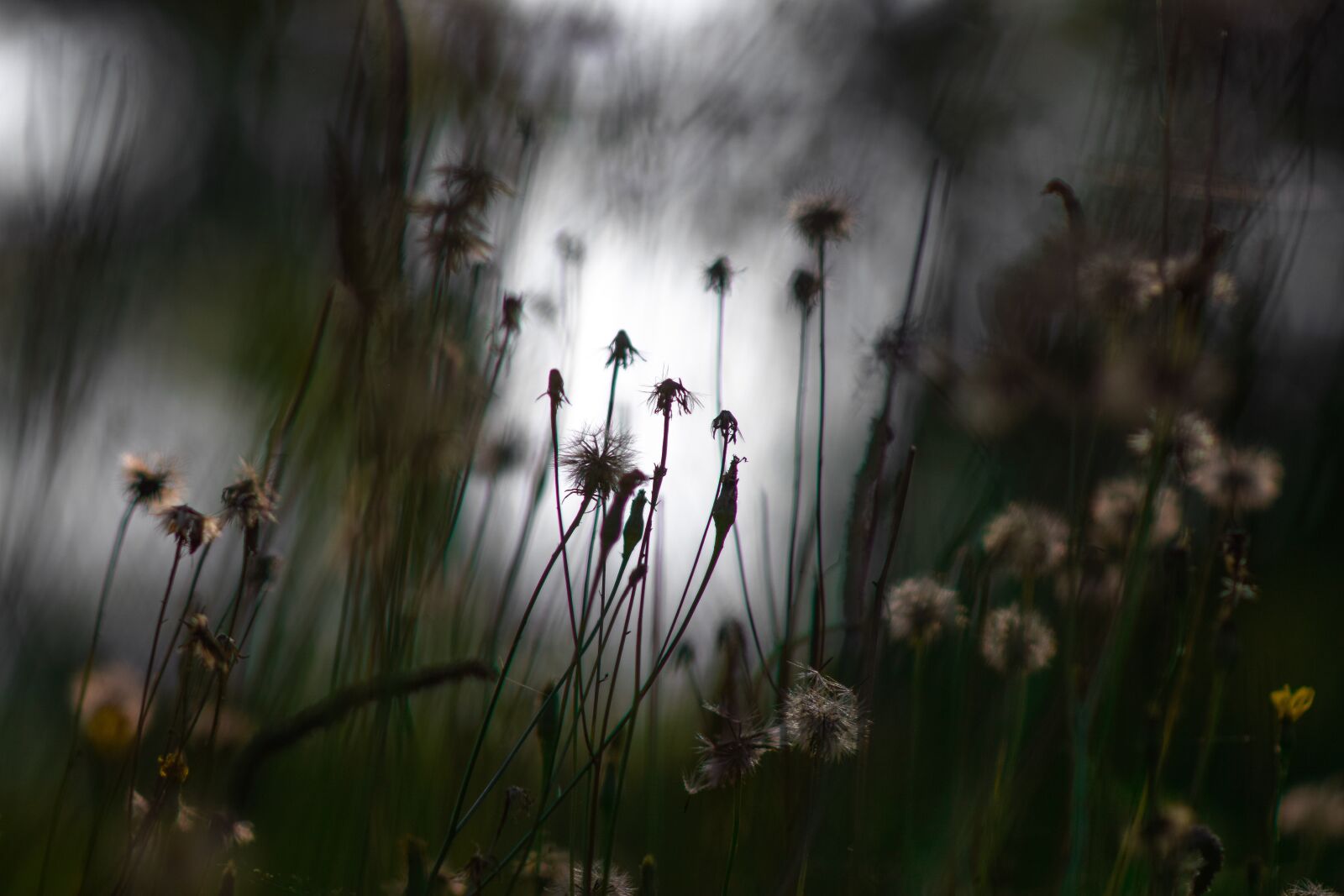 Nikon D3300 sample photo. Flowers, nature, silhouette photography