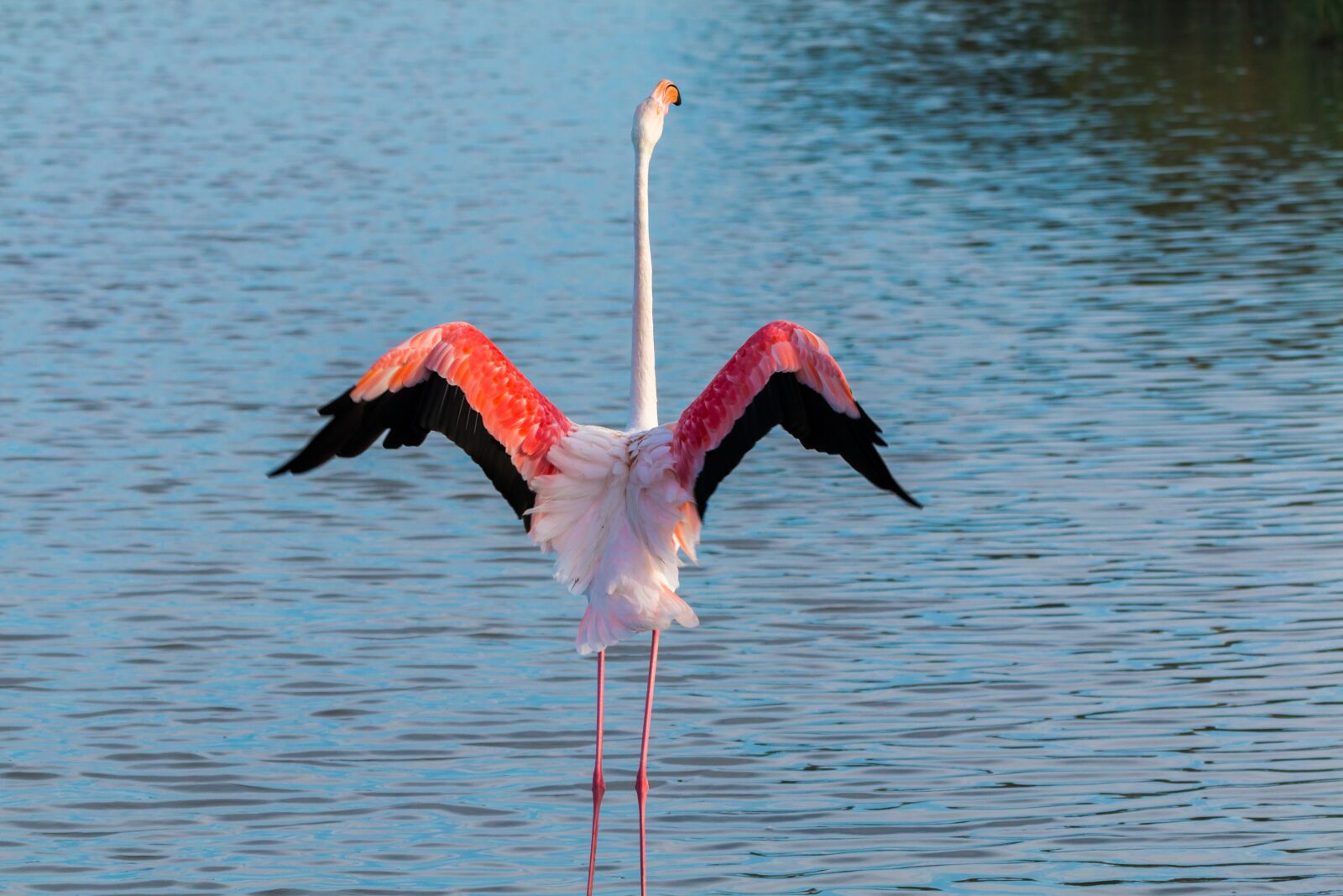 150-600mm F5-6.3 DG OS HSM | Contemporary 015 sample photo. Flamingo, flamingos, france photography