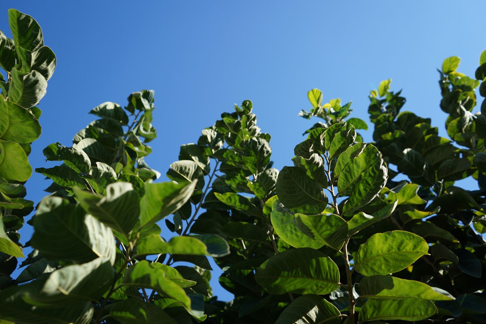 Sony a7 II + Sony FE 28-70mm F3.5-5.6 OSS sample photo. Leaves, green, tree photography