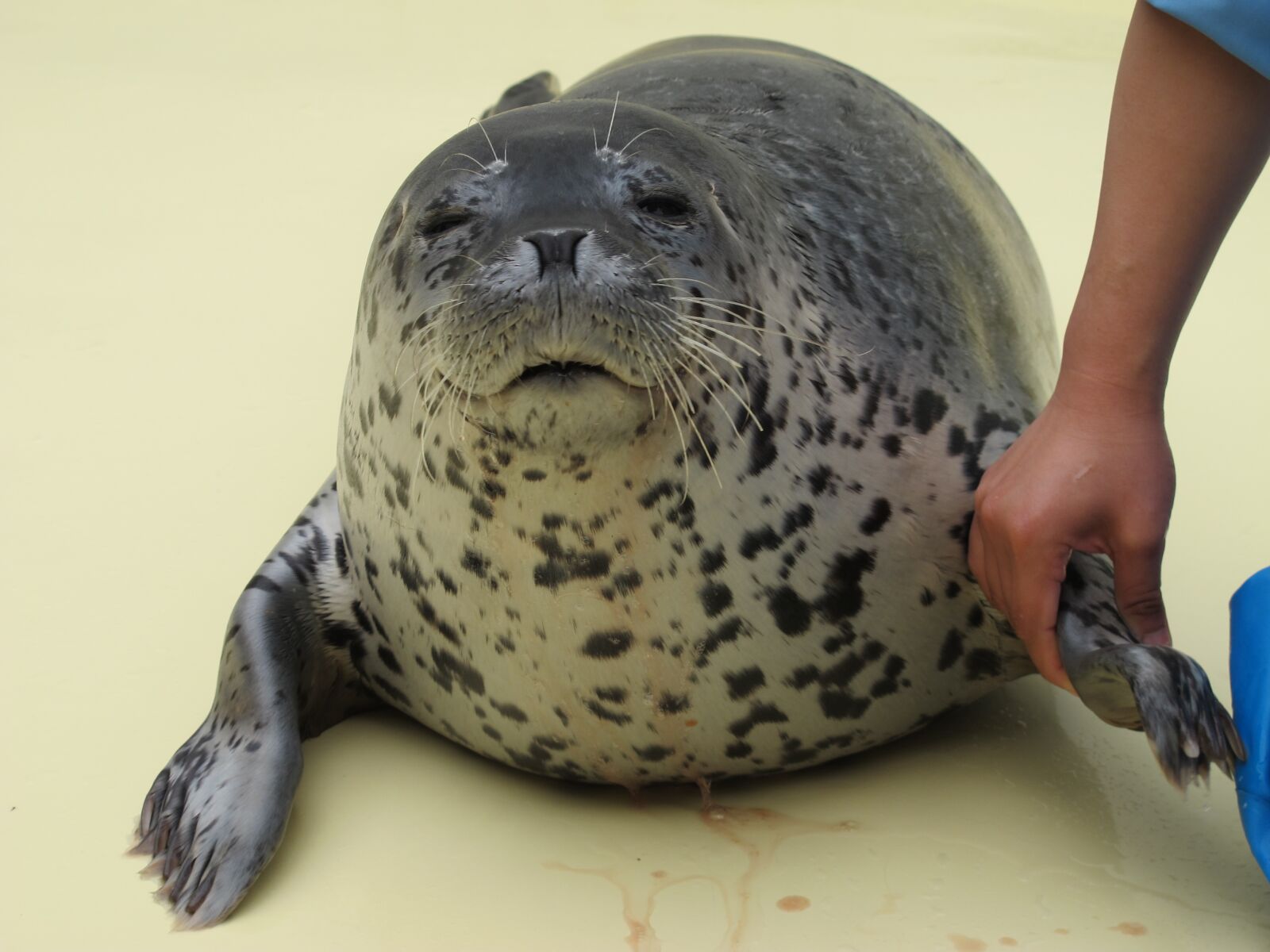Canon PowerShot G12 sample photo. Seal, aquarium, animal photography