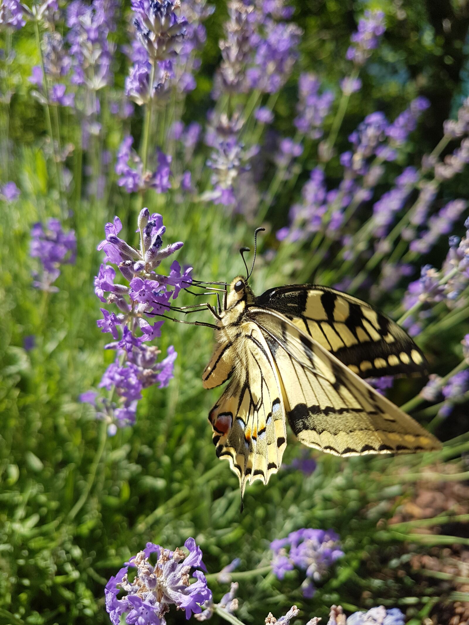 Samsung Galaxy S7 Edge sample photo. Butterfly, insect, dovetail photography
