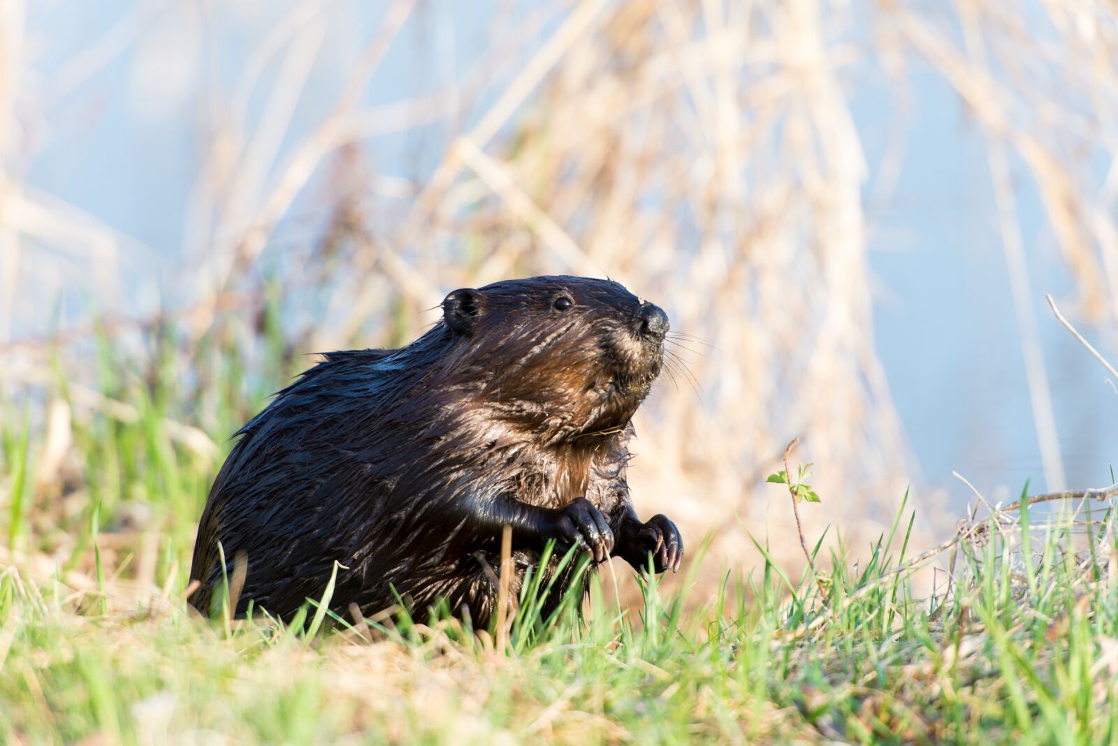 Nikon D610 sample photo. Beaver, animal, canadian photography