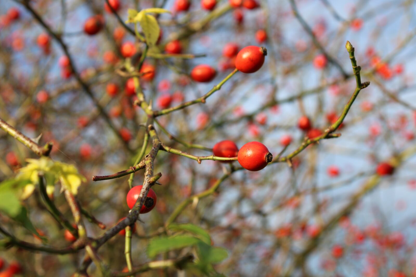 Canon EOS 2000D (EOS Rebel T7 / EOS Kiss X90 / EOS 1500D) sample photo. Rose hip, hiffen, red photography