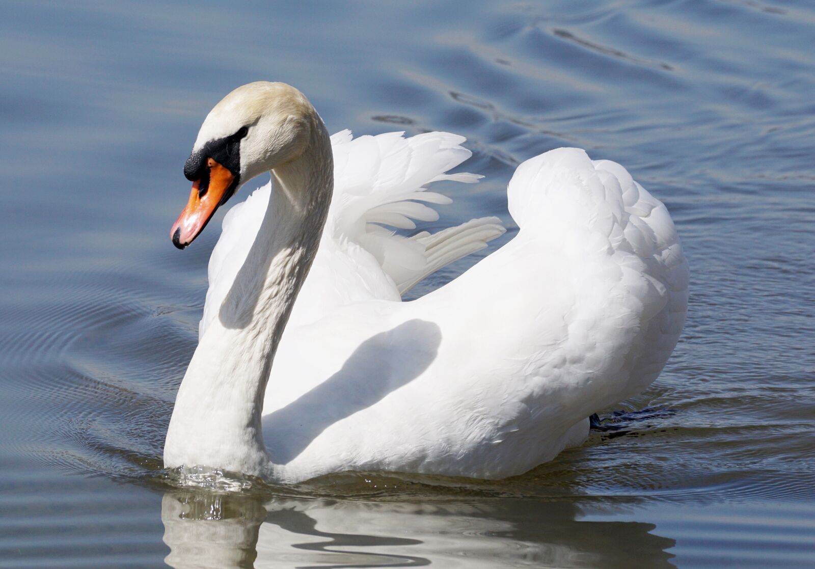 Sony DT 55-300mm F4.5-5.6 SAM sample photo. Swan, bird, animal world photography