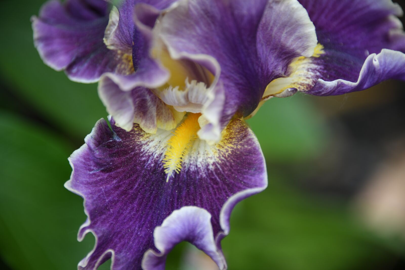 Nikon D850 sample photo. Iris, flower, bloom photography