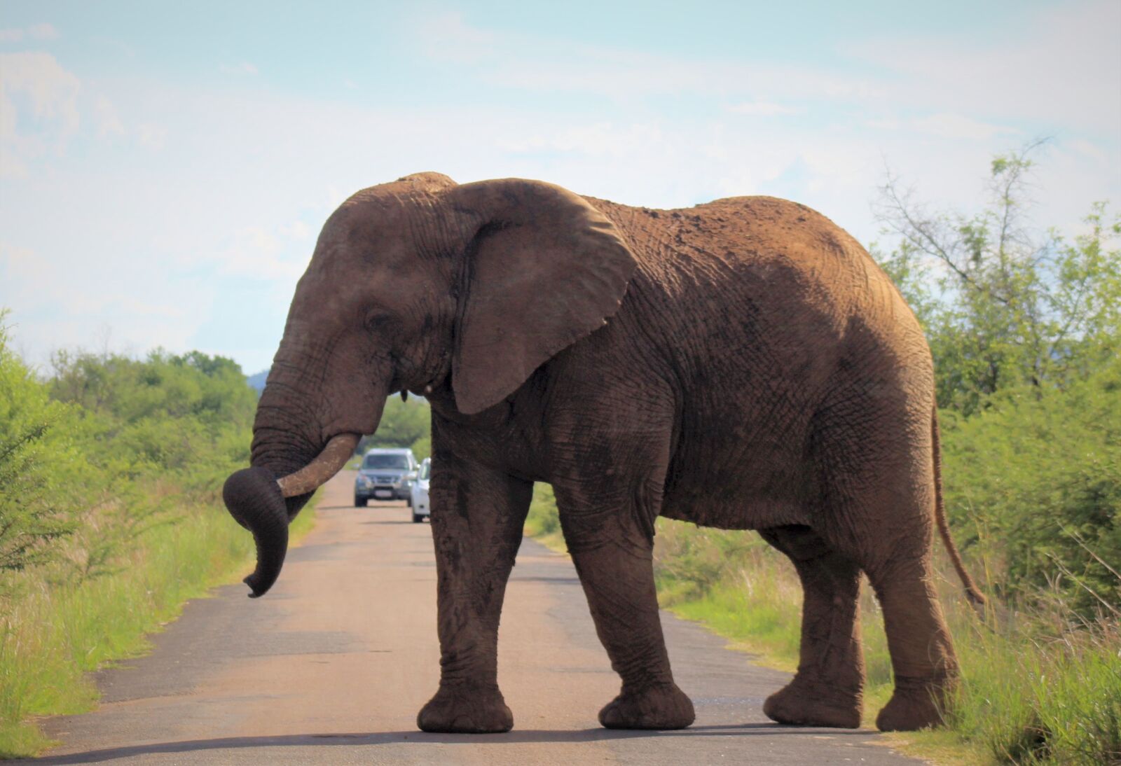 Canon EOS 60D sample photo. African, elephant, tusk photography