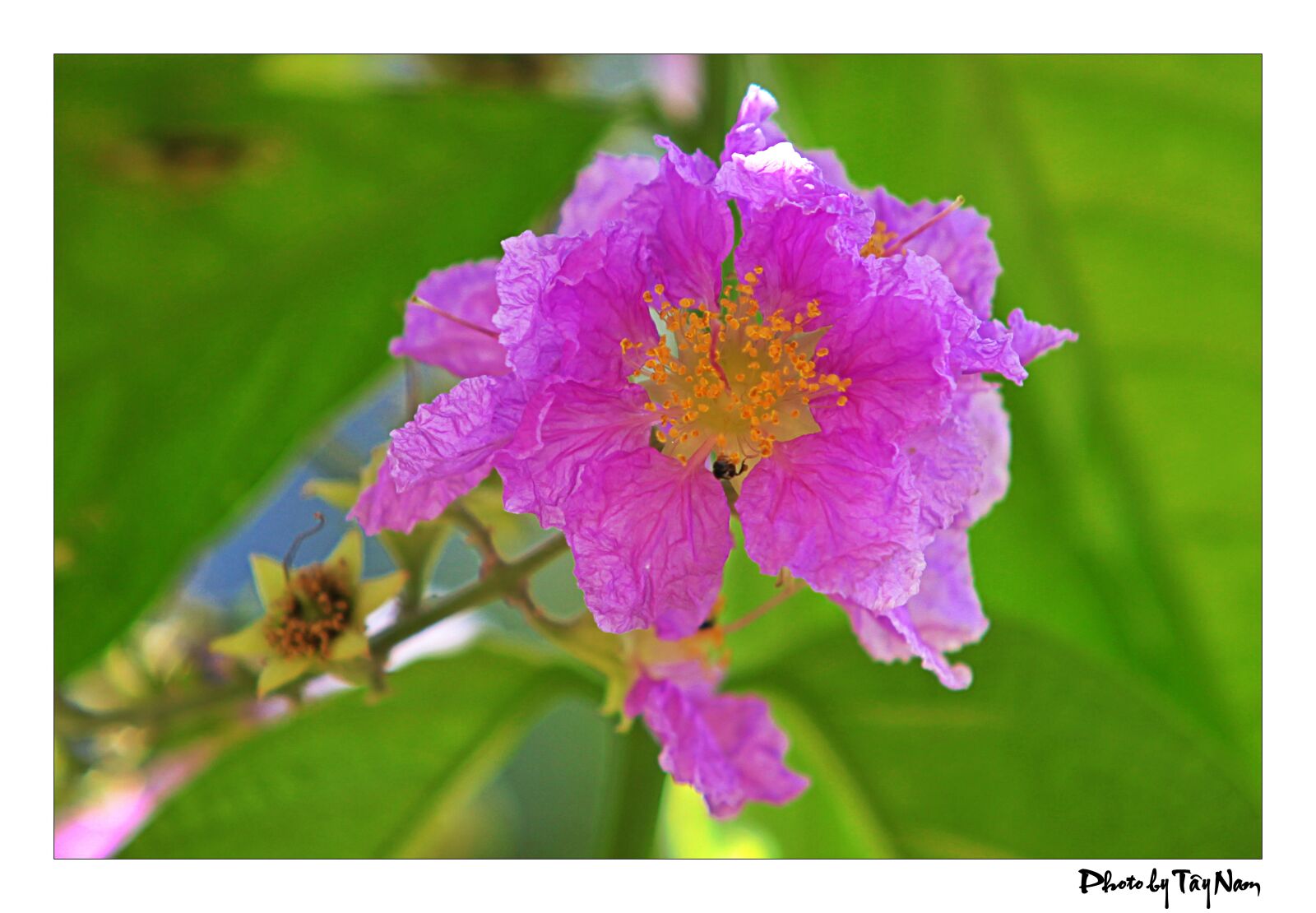 Canon EOS 5D Mark II sample photo. Flower, purple flowers, bang photography