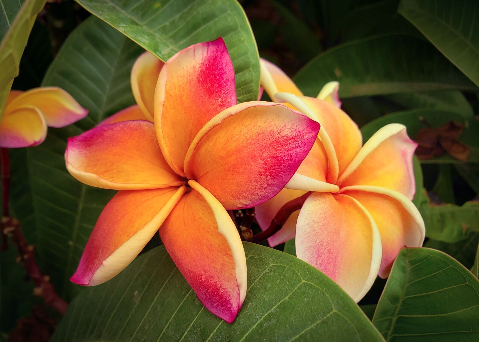 Samsung Galaxy Note9 sample photo. Plumeria, flower, garden photography
