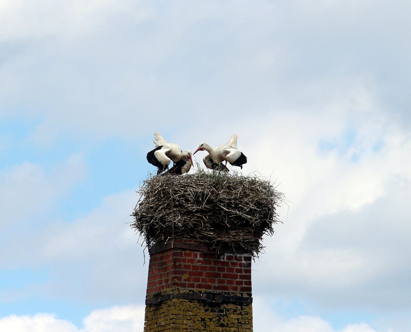 Canon EOS 600D (Rebel EOS T3i / EOS Kiss X5) sample photo. White storks, stork, white photography