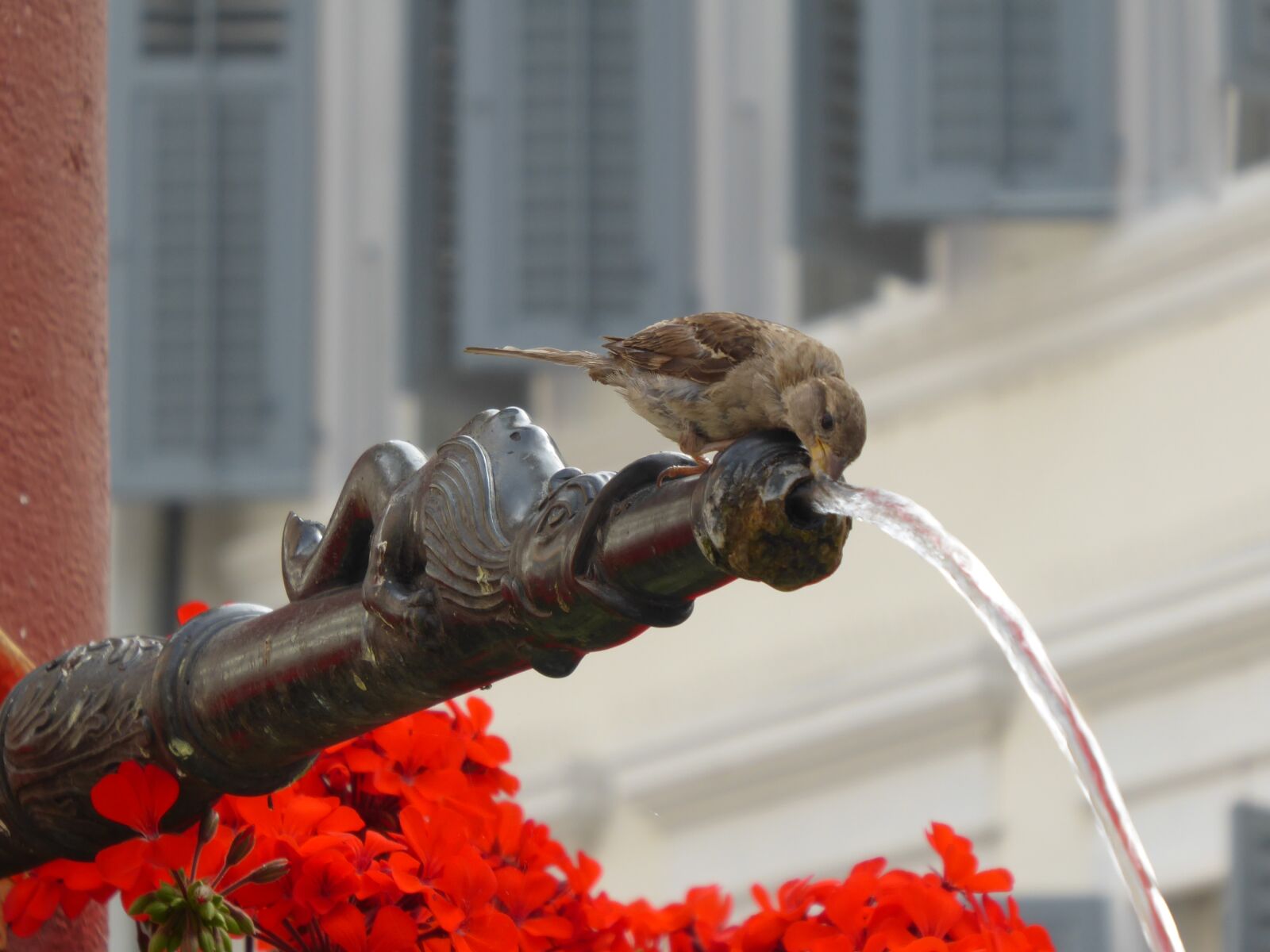 Panasonic Lumix DMC-ZS50 (Lumix DMC-TZ70) sample photo. Mus, water, fountain photography