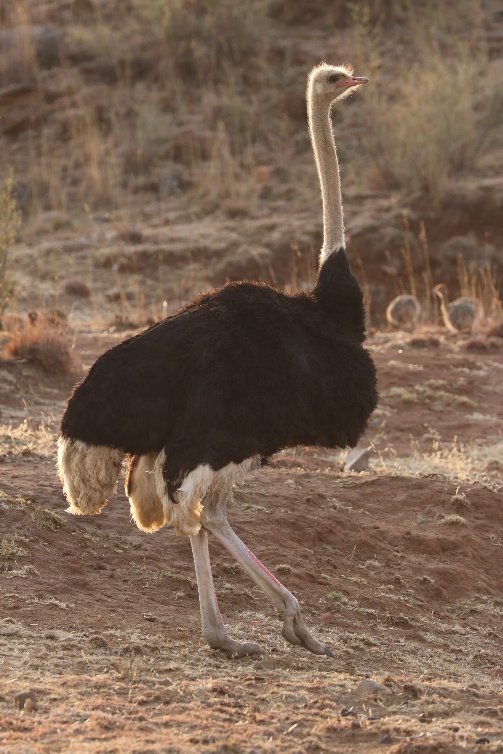 Canon EF 70-300mm F4-5.6L IS USM sample photo. Bouquet, ostriches, bird photography