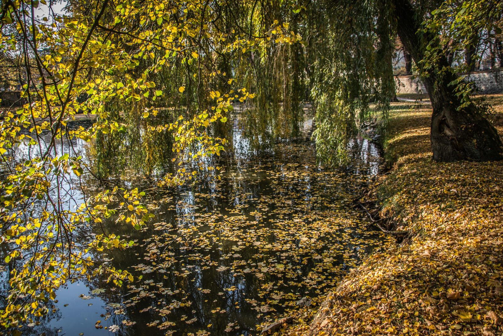 Nikon D5300 sample photo. Still life, reflection, trees photography