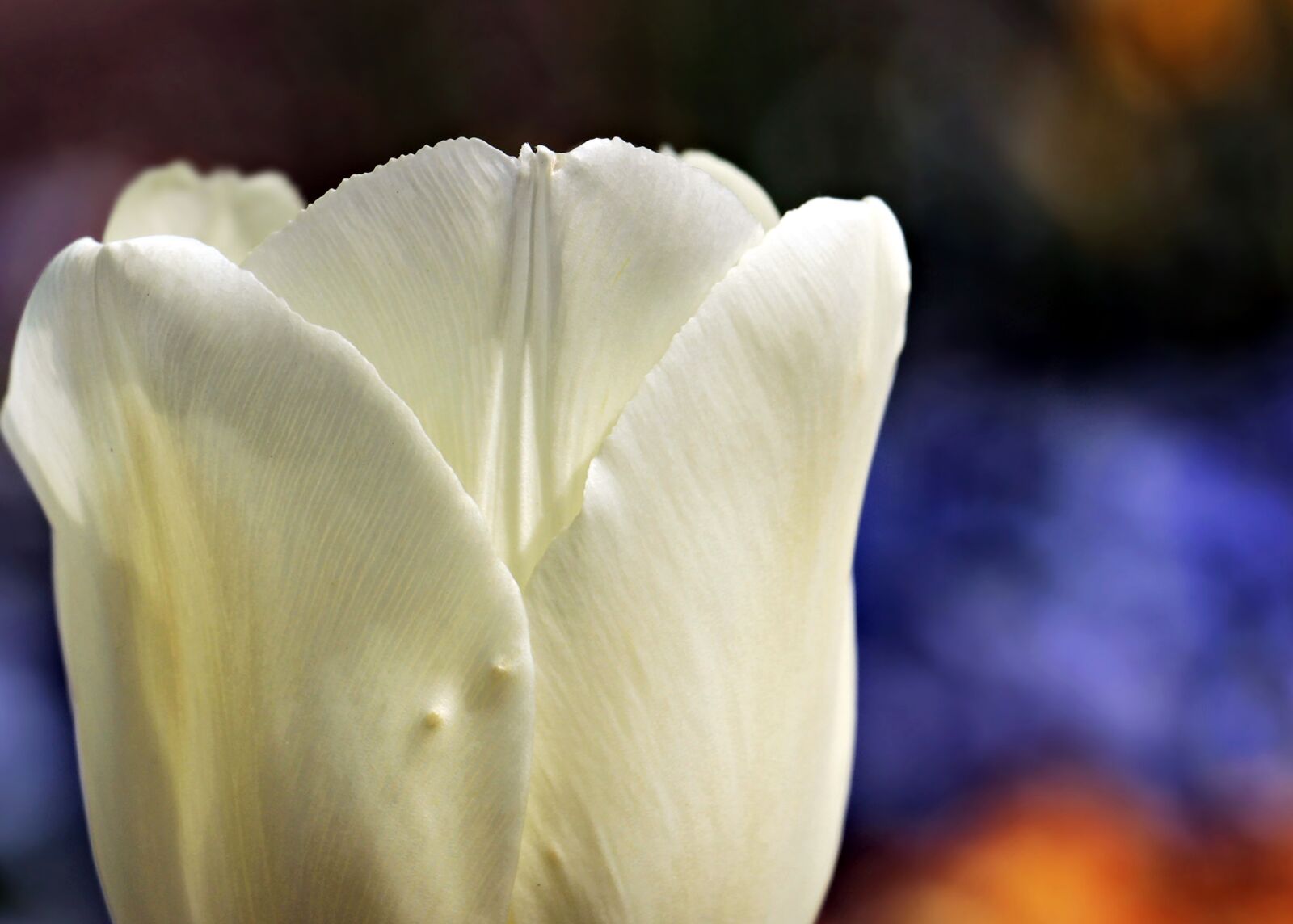 Canon EOS 100D (EOS Rebel SL1 / EOS Kiss X7) sample photo. Tulip, flower, blossom photography